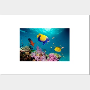 Tropical reef fish (C007/1056) Posters and Art
